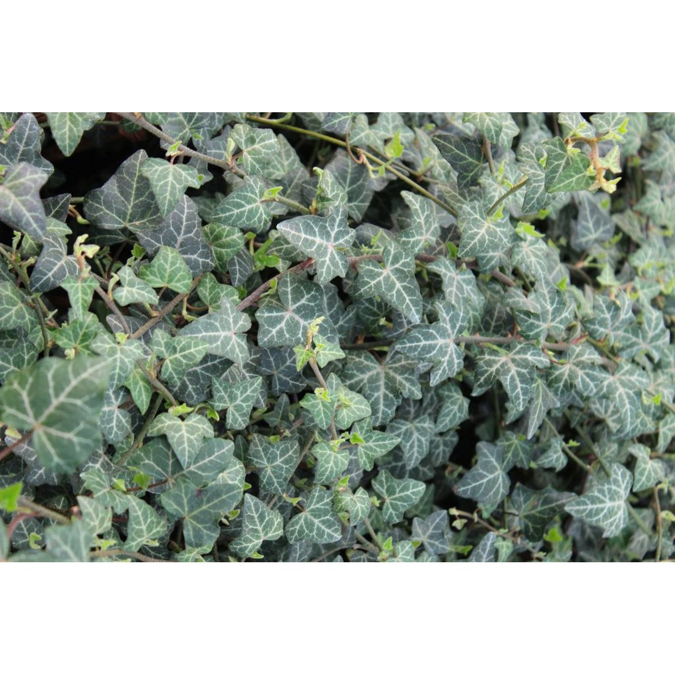 Murgröna – Hedera helix - C2 50-60 CM 3 Stick